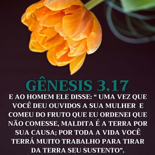 Genesis 3:17